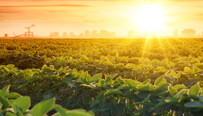 Irrigation system on agricultural soybean field, rain gun sprink